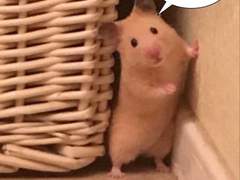 10월 1주차 맛도리 엔시티 나페스 추천