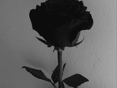 악녀가 되었다 4 完