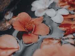 비익련리(比翼連里)-4