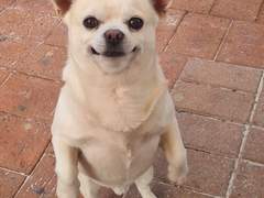 지크슈 연성 백업