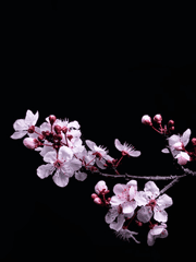 진행중인 커미션