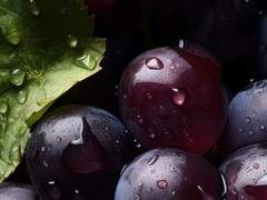 갈라테이아·4990·사티레스