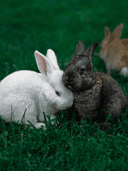 토끼는 좋아하세요? 