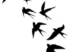 날개를 잃은 새(1)