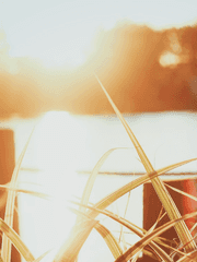 온, 애정의 주인