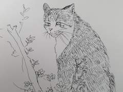 오늘 만난 고양이