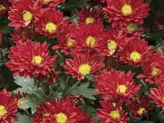 네 탄생화의 꽃말은 사랑이래.