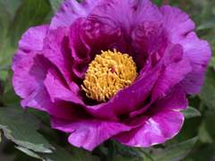 🪷 하, 내가 하다하다 요괴랑 있어야하는구나.