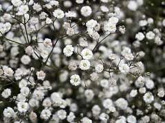 Gypsophila