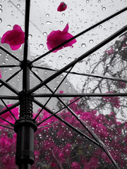 가정교사 히트맨 리본