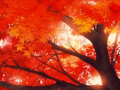 페어리 테일 드림주