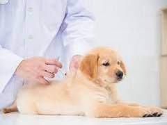 Rabies Veterinary Vaccines Market Size, Share, Key Players, Industry Analysis and Forecast 2023-2028