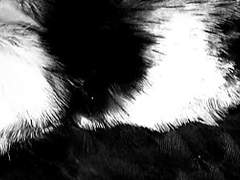 적송 | 영물 | 남