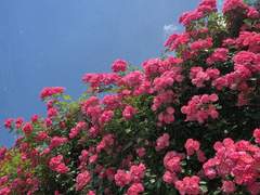 피지연화제로 블랙헤드, 화이트헤드, 눈밑 오돌토돌 없애는 법