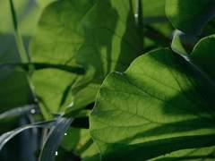 그 가막살나무는 결국 노래를 멈췄네