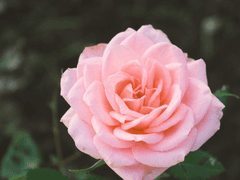 다시 너를 만나면