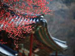 나의 천명은 '화산(花山)'이로구나