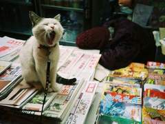 [두근두근패디부!] 모든 루트 공략법