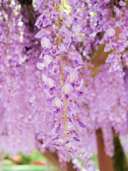 [화산귀환] 등화(조아라 동시 연재)