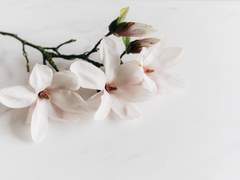 [릭벨져] 백색목련화 3.