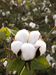 흔한 루트의 빙의물