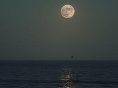 【미츠료】 Saṃsāra 1, 2