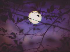 [다자츄] 시선의 끝