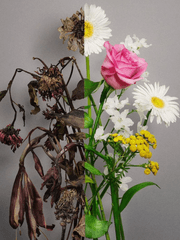 floriography_short story with PRJM