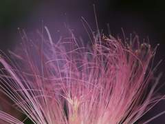 [당여청] 사람의 마음이 과실(果實)이라면-미숙(未熟)3