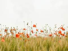 [장경고윤] 안회마을