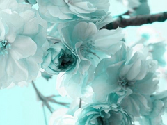 옥청해｜신기원요｜女