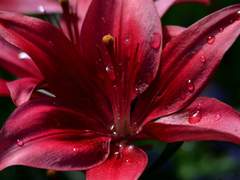 (어린 양 X 홀렘) 당신의 붉은 백합