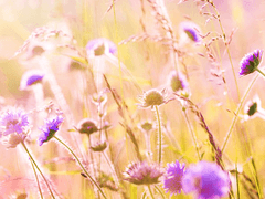 한나 켄트렐 | XX | 혼혈