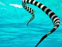 ⚓망무커‍☠️