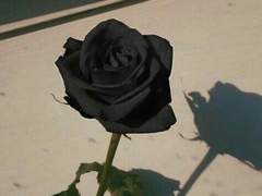 🥀𝓨𝓾𝓶𝓮𝓴𝓲 𝓷𝓪𝓰𝓲𝓱𝓪𝓼𝓲