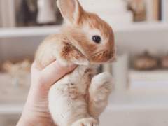 토끼귀를 달고 돌아왔다!