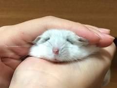 방가방가 햄스터 talk 4