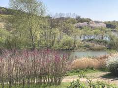 앞으로 볼 수 있는 봄은 몇 번일까