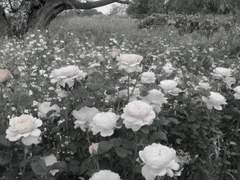 다시금 너의 온기를 느끼고싶어