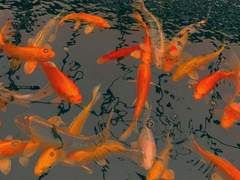 주의! 그 소녀에게 독을 타지 마시오.