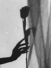 흑장미는 시들지 않아