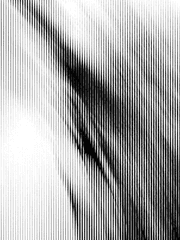 경계선의 나이테