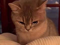 고죠 사토루가 누나 바라기가 되는 과정4