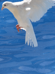 [원피스] 새, 고양이, 바다