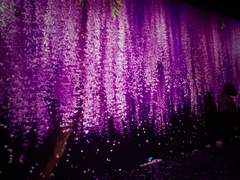 [청명소병]기억상실中