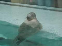 엔시티 맛도리 나페스 추천