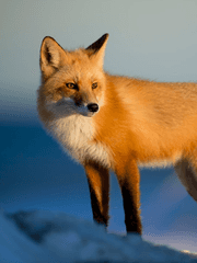 붉은 여우는 청춘의 꿈을 꾸는가