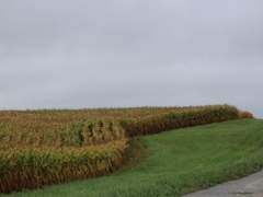 자랑 때문에 잠들지 못하다