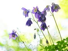 💐[이곤조영] 그와 나의 꽃병에는