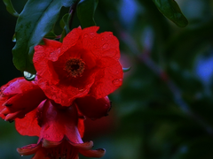 [원겸] 금단의 땅 I